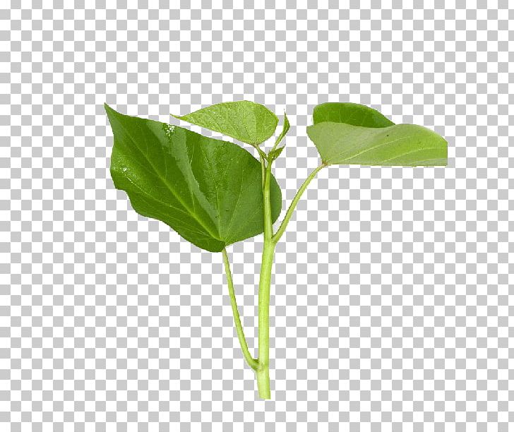 Green Vegetable Sweet Potato Leaf PNG, Clipart, Background Green, Bamboo Shoot, Dioscorea Alata, Food, Food Drinks Free PNG Download