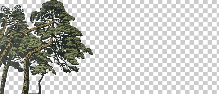 Pine Spruce Fir Evergreen Temperate Coniferous Forest PNG, Clipart, Biome, Branch, Branching, Conifer, Conifers Free PNG Download