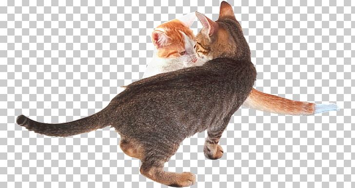 California Spangled Domestic Short-haired Cat Sokoke Kitten Whiskers PNG, Clipart, Animal, Animals, Asia, California Spangled, Carnivoran Free PNG Download