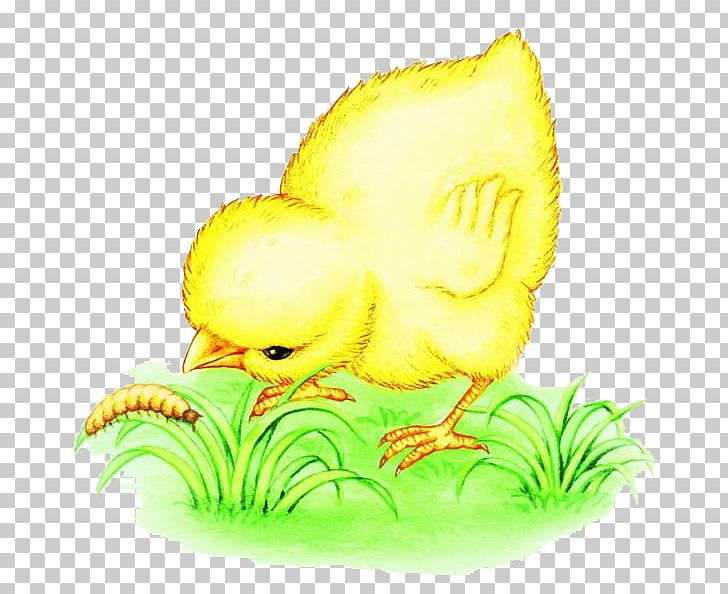 Chicken Bird Eating Worm Illustration PNG, Clipart, Animals, Baby Eating, Beak, Bee, Bird Eating Worm Free PNG Download