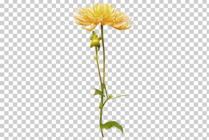 Dahlia Cut Flowers PNG, Clipart, Chrysanths, Cicek Resimleri, Cut Flowers, Dahlia, Daisy Family Free PNG Download