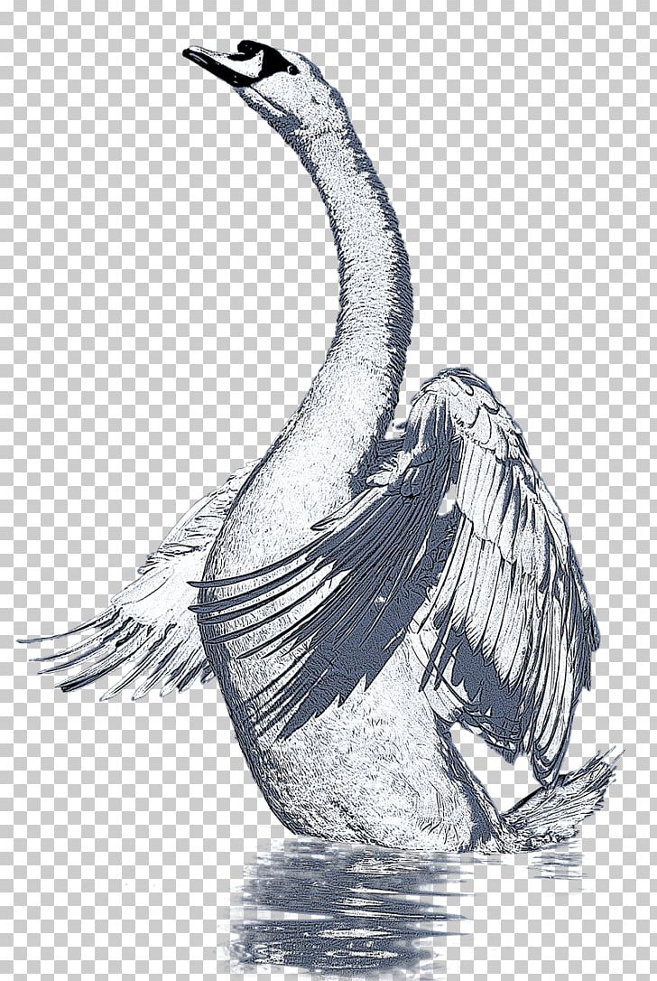 Duck Goose Cygnini Fowl Feather PNG, Clipart, Beak, Bird, Black And White, Cartoon Swan, Cygnini Free PNG Download