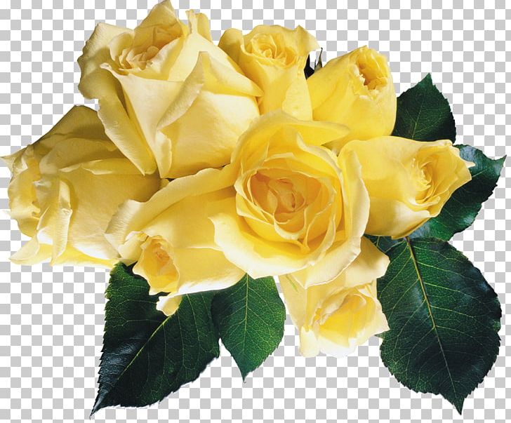 Garden Roses Yellow Flower Red PNG, Clipart, Blue, Blue Rose, Color, Cut Flowers, Floribunda Free PNG Download