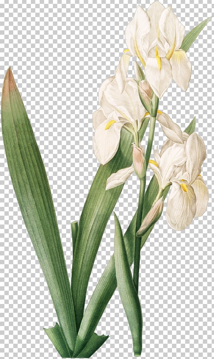 Irises Iris Florentina Iris Croatica 百合圣经 Redouté Lilies: 50 Selections PNG, Clipart, Cut Flowers, Floral Design, Floristry, Flower, Flowering Plant Free PNG Download