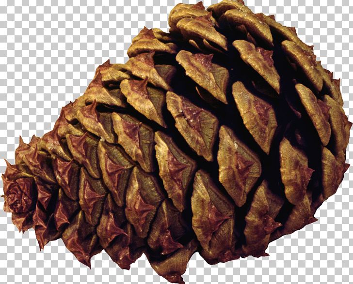 Pine Spruce Conifer Cone Tree PNG, Clipart, Blog, Cone, Conifer Cone, Conifers, Download Free PNG Download