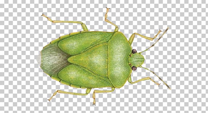 Southern Green Stink Bug Stink Bugs Brown Marmorated Stink Bug Heteroptera PNG, Clipart, Animal, Arthropod, Beetle, Brown Marmorated Stink Bug, Bug Free PNG Download