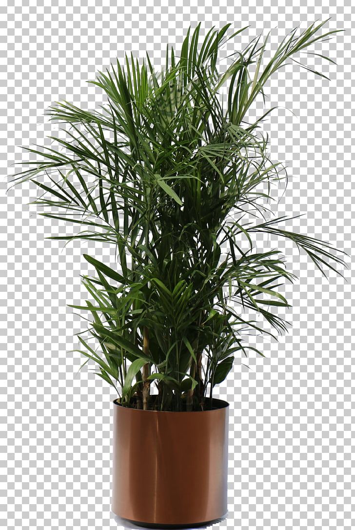 Weeping Fig Houseplant Guiana Chestnut PNG, Clipart, Arecales, Bamboo, Bonsai, Date Palm, Evergreen Free PNG Download