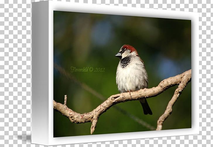 Finches Fauna Beak Feather PNG, Clipart, Beak, Bird, Branch, Fauna, Feather Free PNG Download