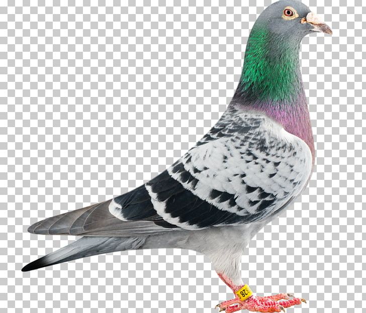 Homing Pigeon Racing Homer Columbidae Bird Bald Eagle PNG, Clipart, Animals, Bald Eagle, Beak, Bird, Breed Free PNG Download