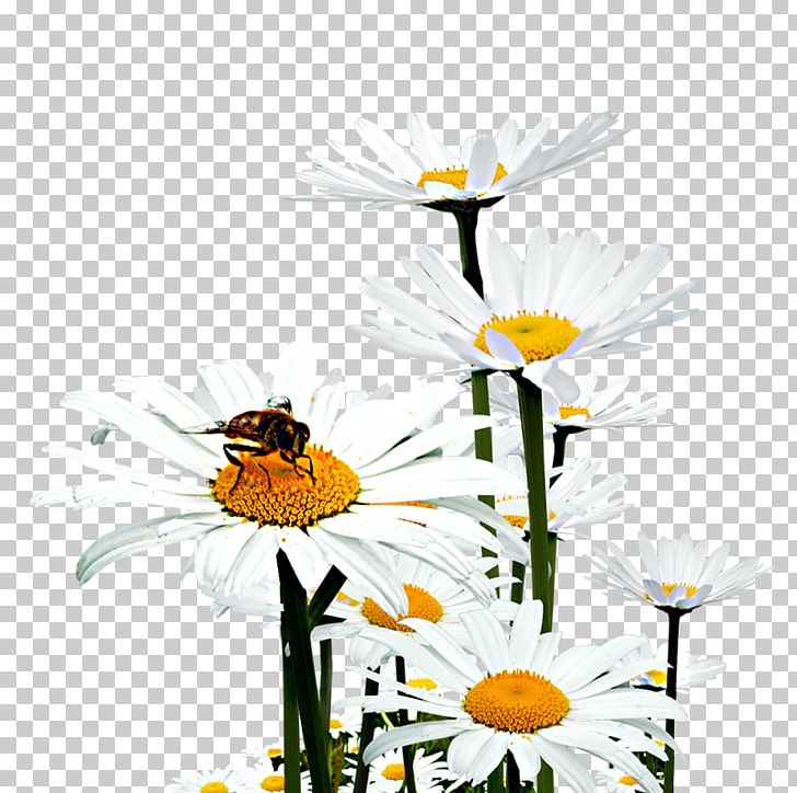 Oxeye Daisy Honey Bee Floral Design Chrysanthemum PNG, Clipart, Chrysanthemum Chrysanthemum, Chrysanthemums, Company, Computer Wallpaper, Daisy Family Free PNG Download