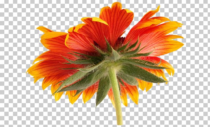 Transvaal Daisy Cut Flowers Petal Close-up Annual Plant PNG, Clipart, Annual Plant, Cicekler, Closeup, Cut Flowers, Daisy Family Free PNG Download