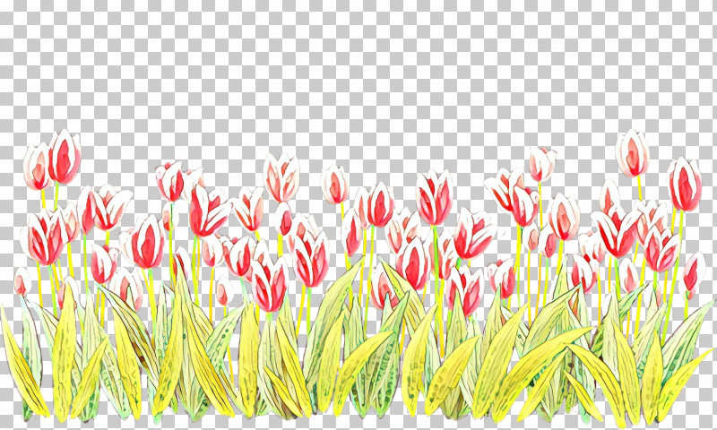 Pink Tulip Plant Grass Family Grass PNG, Clipart, Flower, Grass, Grass Family, Pink, Plant Free PNG Download