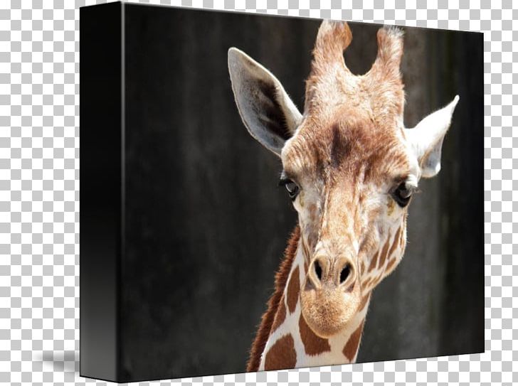 Giraffe Fauna Wildlife Terrestrial Animal Snout PNG, Clipart, Animal, Animals, Fauna, Giraffe, Giraffidae Free PNG Download