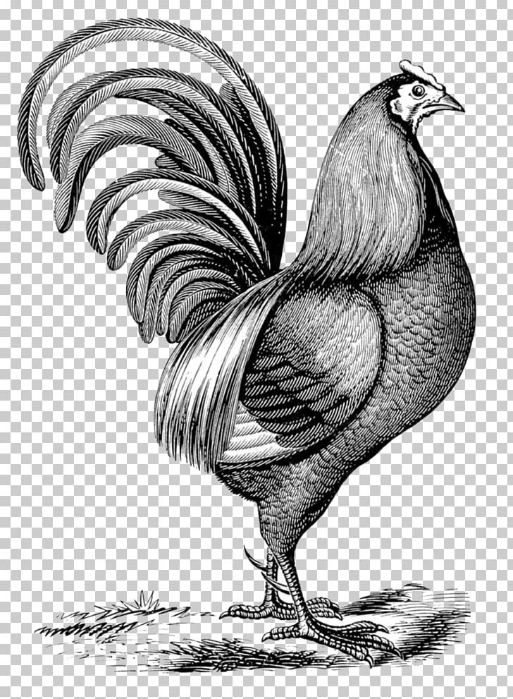 Humane Society Dawson Paper Sebright Chicken Rooster Cochin Chicken PNG, Clipart, Art, Bantam, Beak, Bird, Black And White Free PNG Download