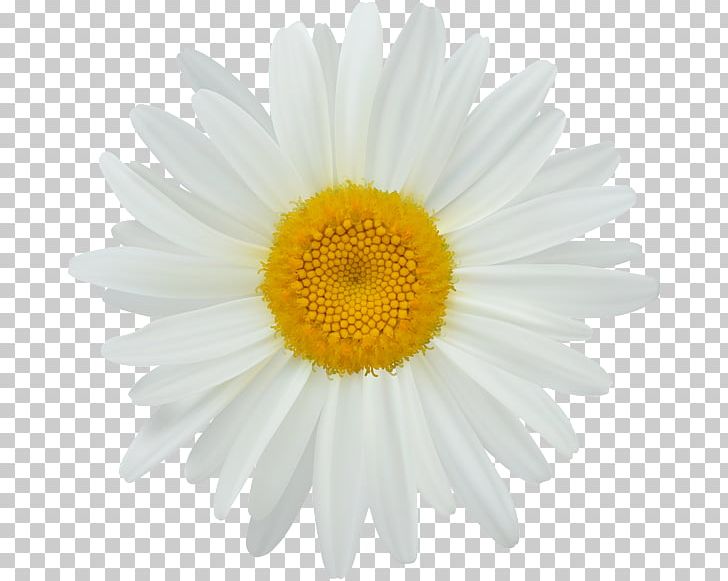 Photography PNG, Clipart, Aster, Chamaemelum Nobile, Chrysanths, Daisy, Daisy Clip Art Free PNG Download
