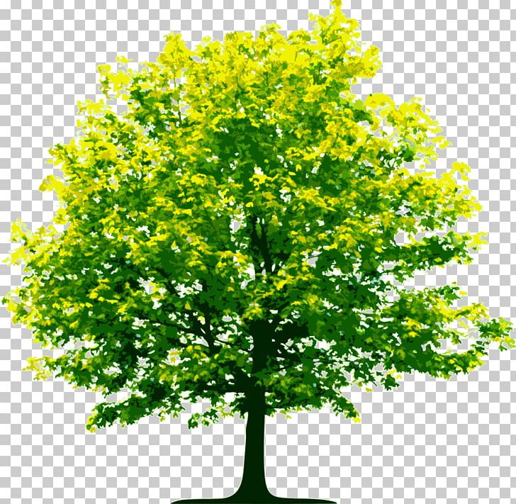 Tree Organization Portable Network Graphics Birch PNG, Clipart, Baum, Birch, Branch, Business, Evergreen Free PNG Download