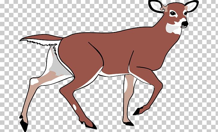 White-tailed Deer PNG, Clipart, Antelope, Antler, Cow Goat Family, Deer, Download Free PNG Download