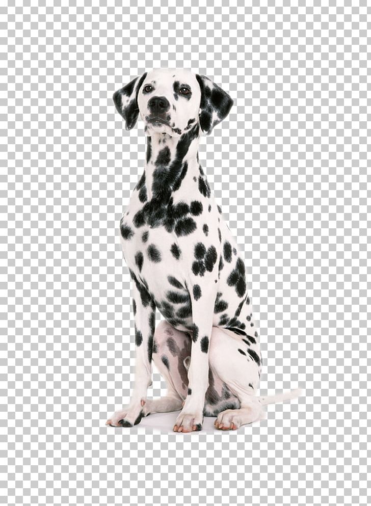 Dalmatian Dog Puppy Dog Harness Dog Collar Pet PNG, Clipart, Animals, Animal Training, Bark, Carnivoran, Coat Free PNG Download