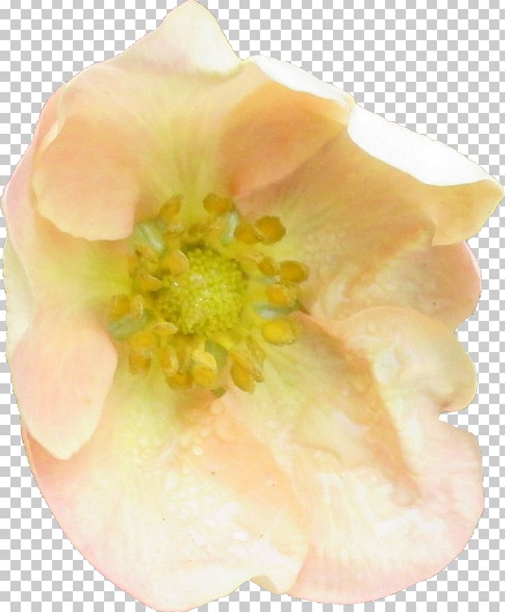Flower Rosaceae Petal Yellow Peach PNG, Clipart, Family, Flower, Flower Png, Nature, Peach Free PNG Download