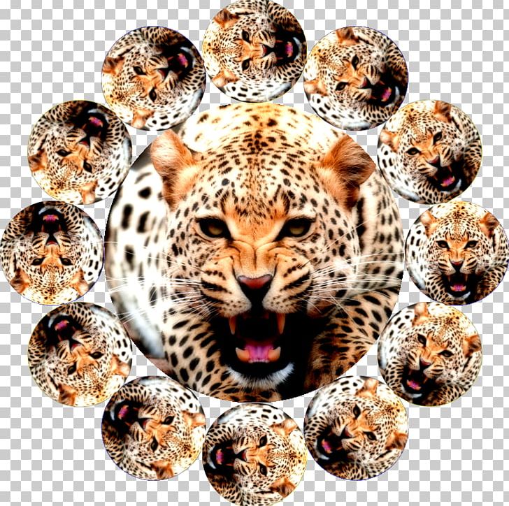 Leopard Jaguar Cheetah Color PNG, Clipart, Animals, Big Cats, Carnivoran, Cat Like Mammal, Cheetah Free PNG Download