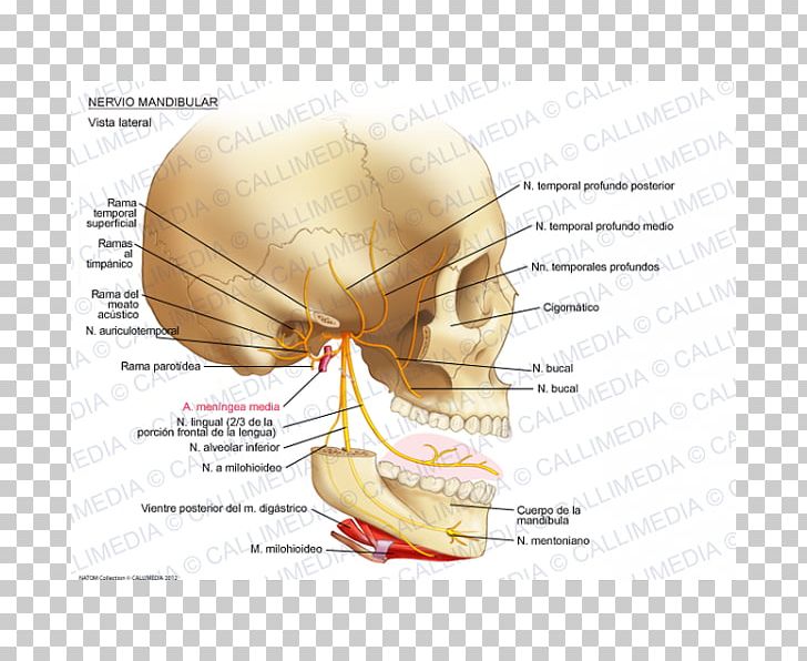Mandibular Nerve Auriculotemporal Nerve Anatomy Infraorbital Nerve PNG, Clipart, Anatomy, Diagram, Ear, Human Body, Inferior Alveolar Nerve Free PNG Download