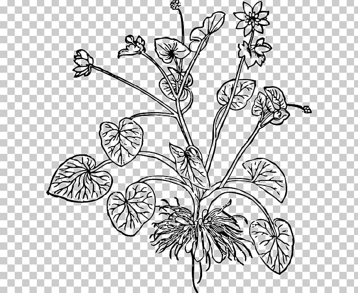 Ficaria Verna The Essentials Of Illustration Flower Plant PNG, Clipart, Art, Black And White, Branch, Bud, Butterfly Free PNG Download