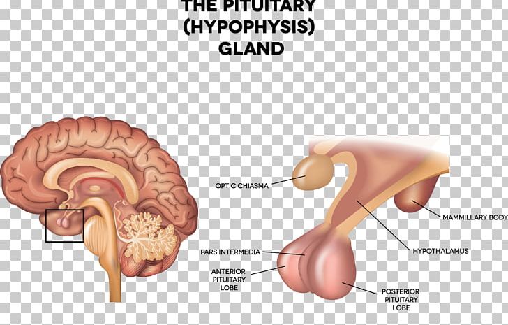 Pituitary Gland Anterior Pituitary Endocrine Gland Endocrine System PNG, Clipart, Anatomy, Anterior Pituitary, Brain, Ear, Endocrine Gland Free PNG Download