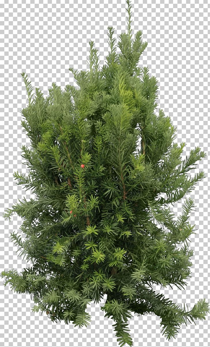 Fir Pine Cedar Tree PNG, Clipart, Beach, Biome, Blue, Branch, Cedar Free PNG Download