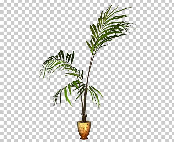 Flowerpot Coconut Houseplant Ornamental Plant PNG, Clipart, Arecaceae, Arecales, Coconut, Flower, Flowering Plant Free PNG Download