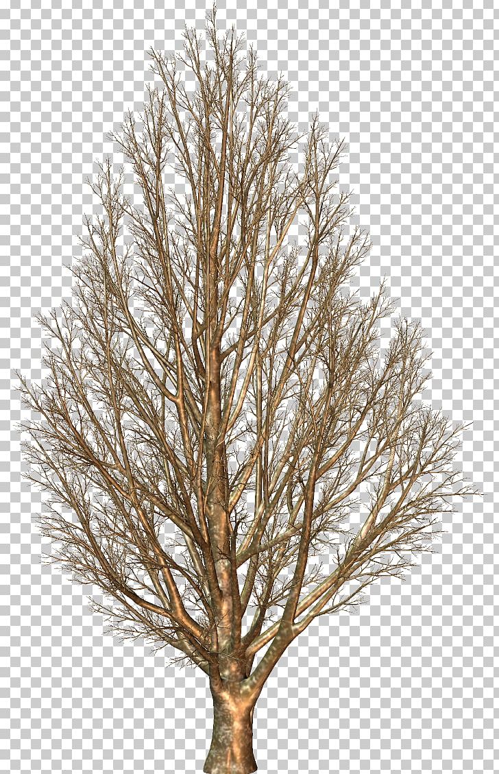Larch PNG, Clipart, Branch, Larch, Others, Pine Family, Plant Free PNG Download