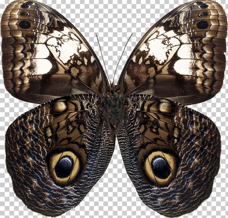 Owl Butterfly Insect Moth PNG, Clipart, Arthropod, Blue Butterfly, Brush Footed Butterfly, Butterflies And Moths, Butterfly Free PNG Download