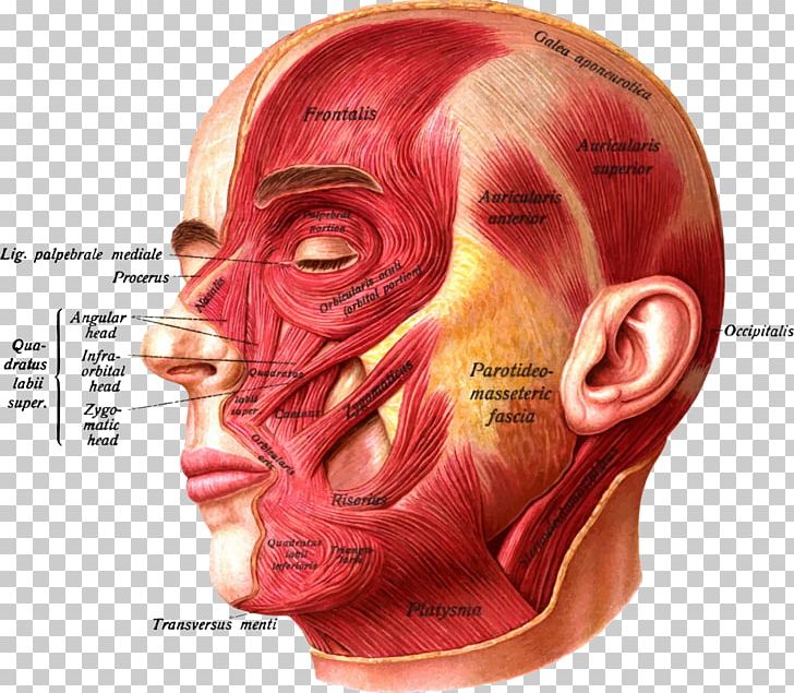 Superior Auricular Muscle Anterior Auricular Muscle Zygomaticus Major Muscle Nasalis Muscle PNG, Clipart, Anatomy, Anterior Auricular Muscle, Atlas Cliparts, Auricle, Auricular Muscles Free PNG Download