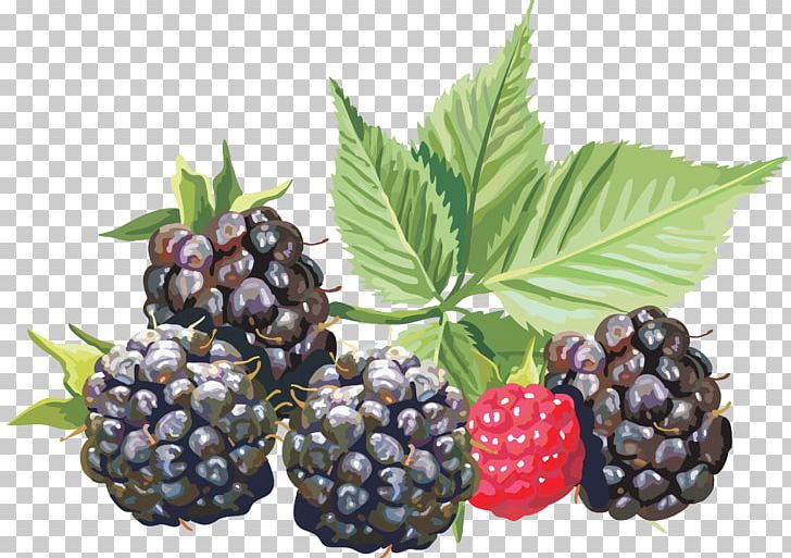 Amora Fruit Blackberry PNG, Clipart, Amora, Auglis, Berry, Bilberry, Blackberry Free PNG Download