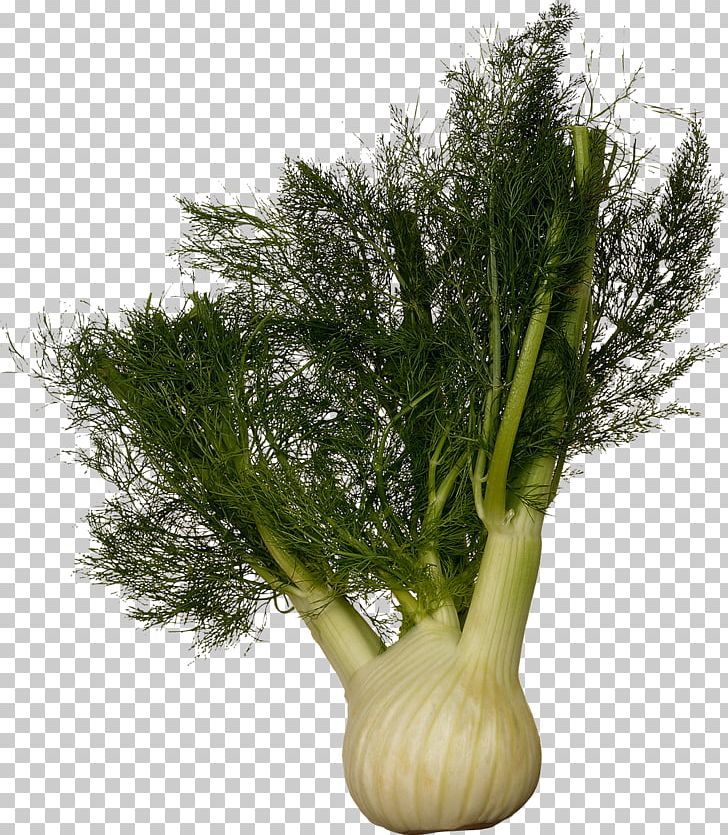 Fennel Plant Vegetable Dill Foeniculum Vulgare Var. Dulce PNG, Clipart, Animals, Anise, Apiaceae, Bulb, Dill Free PNG Download
