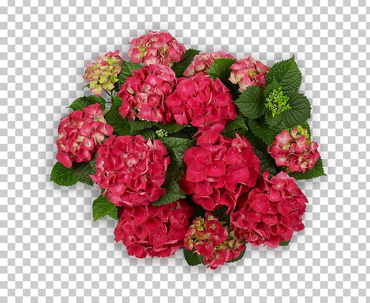 Hydrangea Cut Flowers Begonia Primrose Shrub PNG, Clipart, Annual Plant, Begonia, Cornales, Cut Flowers, Family Free PNG Download