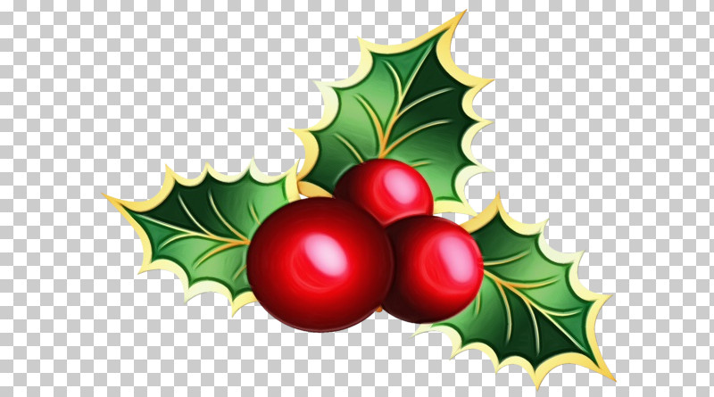 Holly PNG, Clipart, American Holly, Berry, Evergreen, Flower, Fruit Free PNG Download
