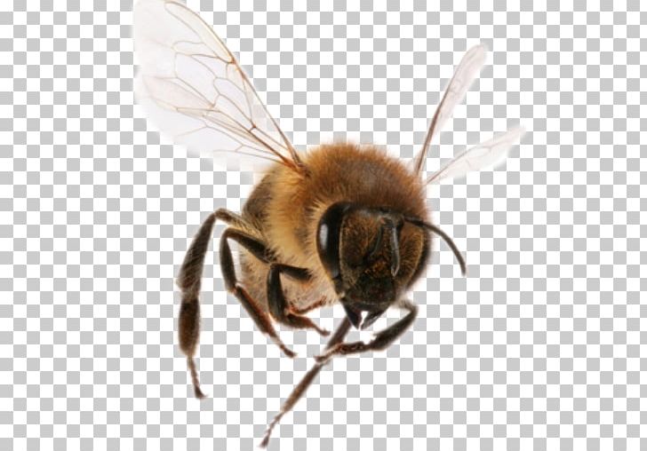 Western Honey Bee Insect Beehive Bee Removal PNG, Clipart, Arthropod, Bee, Beehive, Beekeeper, Beekeeping Free PNG Download
