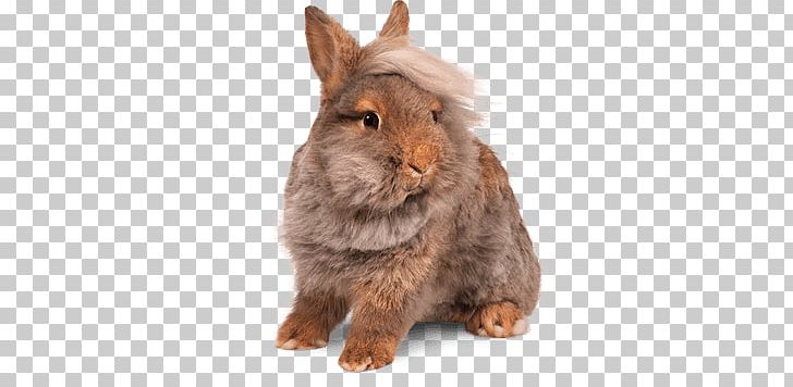 Domestic Rabbit Telus Mobility Mobile Broadband 4G PNG, Clipart, Domestic Rabbit, Electronics, Fauna, Fur, Hare Free PNG Download