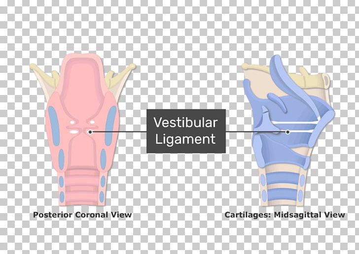 Larynx Vestibular Fold Vocal Folds Vocal Ligament PNG, Clipart, Anatomy, Angle, Arm, Cartilage, Cord Free PNG Download