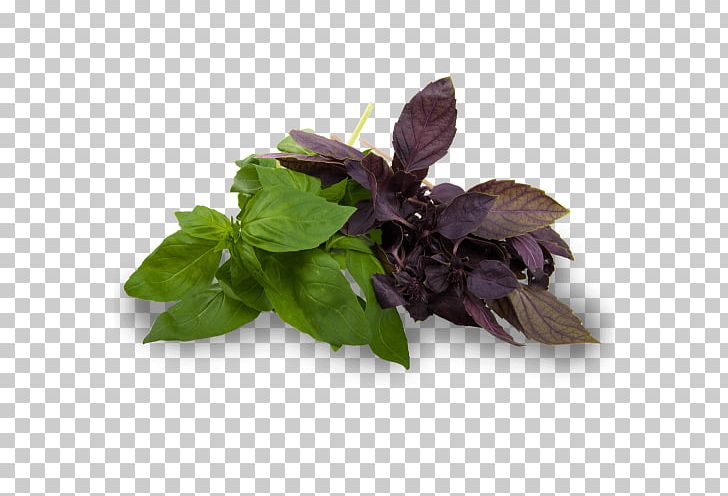 Salad Dill Dish Parsley Herb PNG, Clipart, Basil, Dill, Dish, Food, Herb Free PNG Download