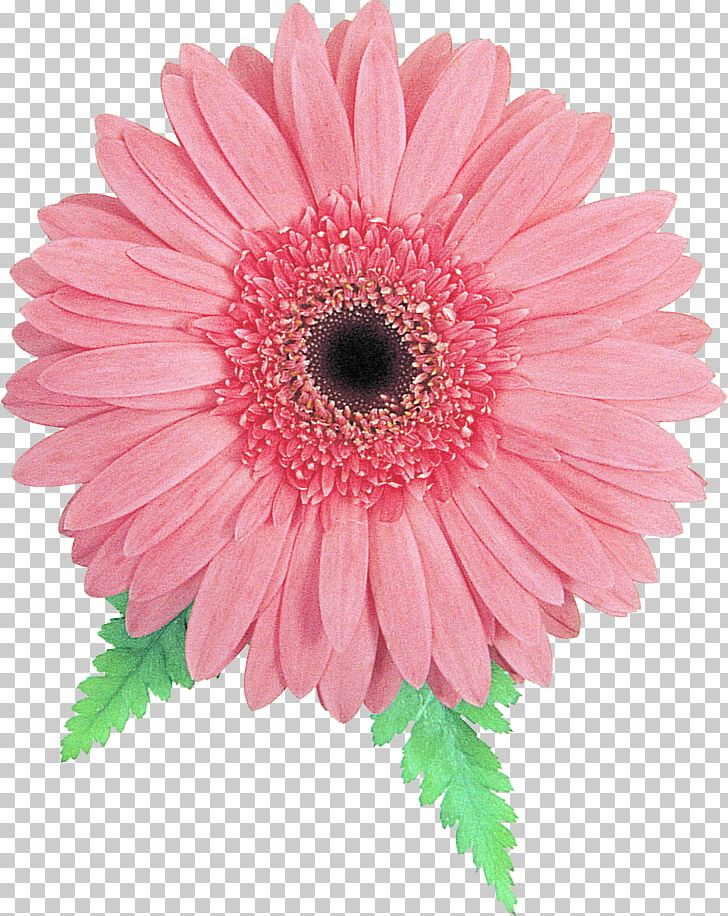 Transvaal Daisy Daisy Family Pink Cut Flowers PNG, Clipart, Annual Plant, Argyranthemum Frutescens, Aster, Chrysanthemum, Chrysanths Free PNG Download