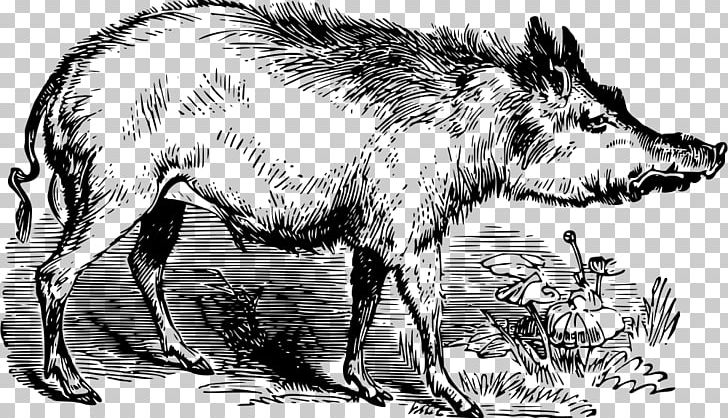 Wild Boar Boar Hunting Pig PNG, Clipart, Anatomy, Animals, Black And White, Boar Hunting, Carnivoran Free PNG Download