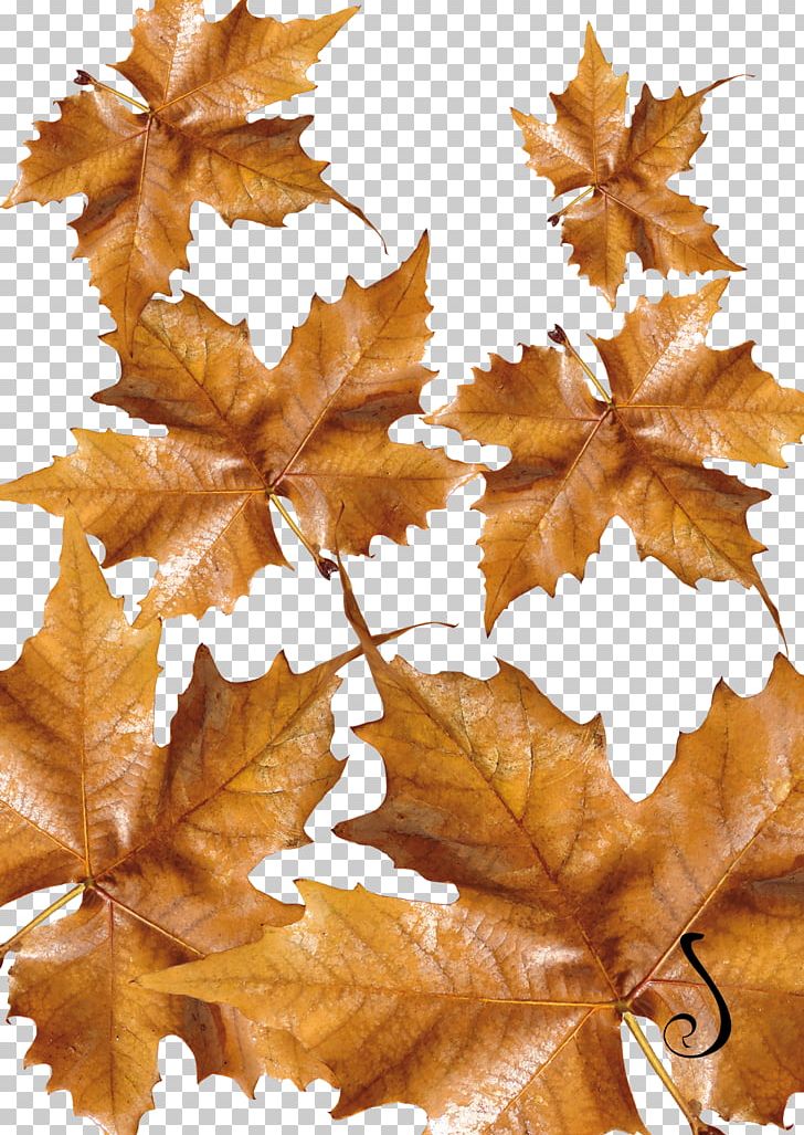 Autumn Flower Maple Leaf PNG, Clipart, Artisan, Autumn, Com, Fairy, Flower Free PNG Download