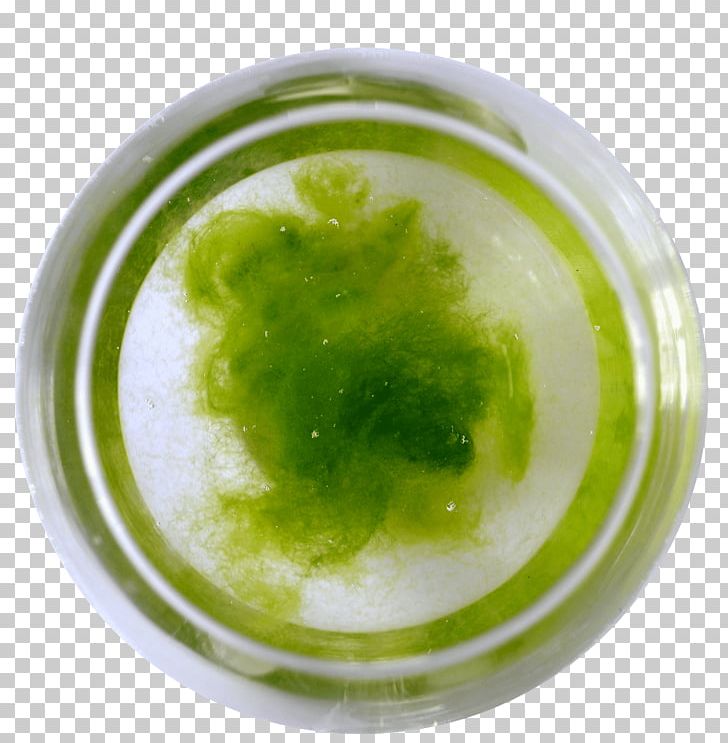 Bacteria Green Algae Keyword Tool Environment PNG, Clipart, Algae, Bacteria, Biotope, Cladophora, Common Water Fleas Free PNG Download