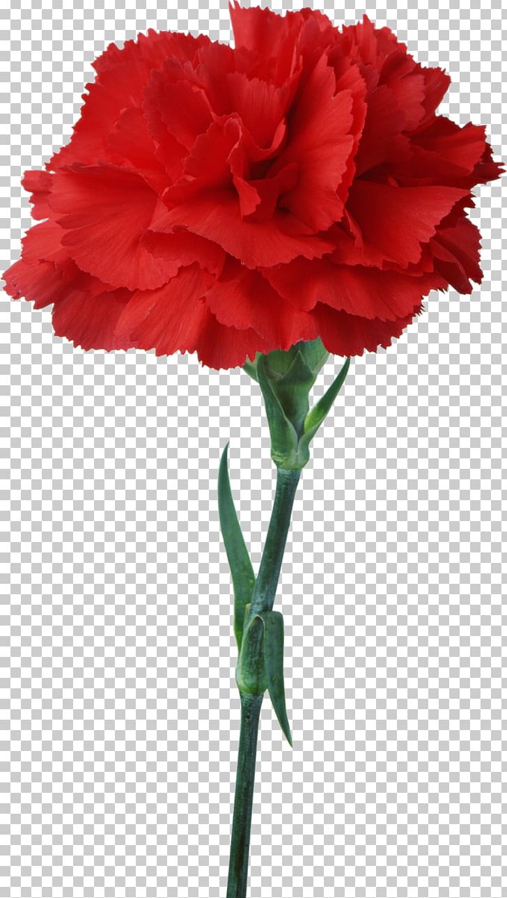 red carnation clip art