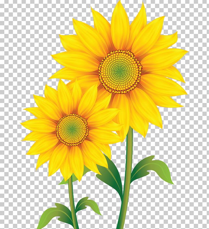 Common Sunflower Sunflower Seed PNG, Clipart, Annual Plant, Cartoon, Common  Sunflower, Cut Flowers, Daisy Family Free
