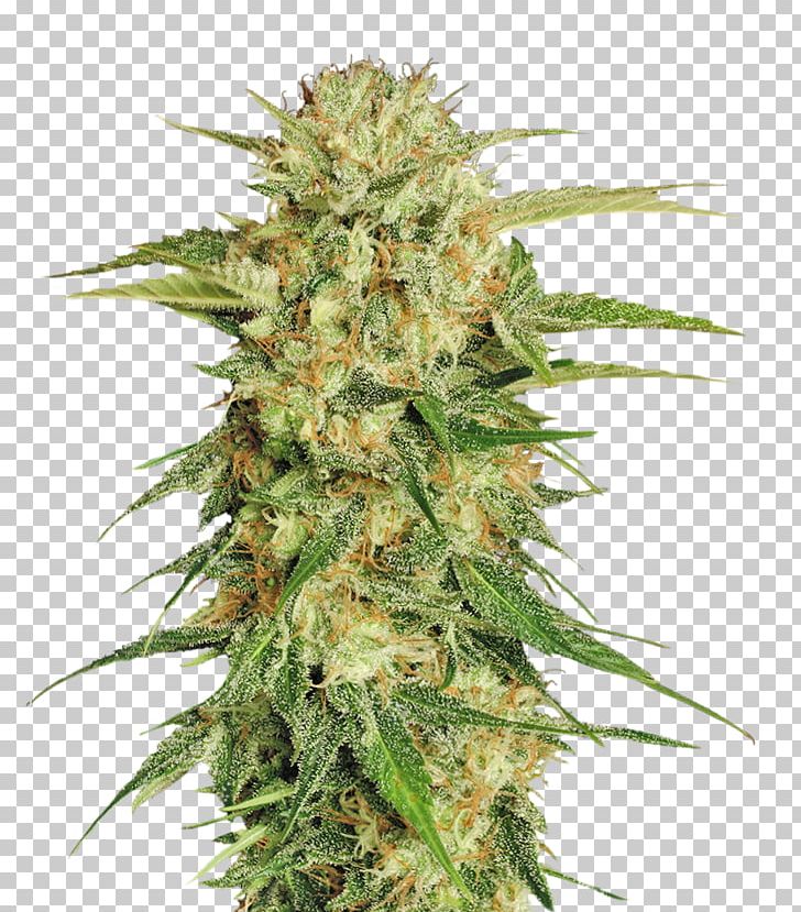 Marijuana Cannabis Sativa Seed PNG, Clipart, Cannabis, Cannabis Png, Cannabis Sativa, Cultivar, Fiber Free PNG Download