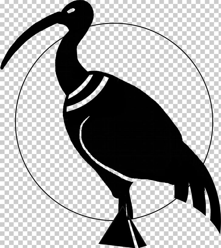 Thoth Ibis Water Bird Beak PNG, Clipart, Anatidae, Ancient, Artwork, Beak, Bird Free PNG Download