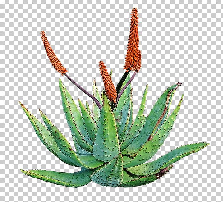 Aloe Vera Succulent Plant Dietary Supplement Skin PNG, Clipart, Agave, Agave Azul, Aloe, Aloe Vera, Dietary Supplement Free PNG Download