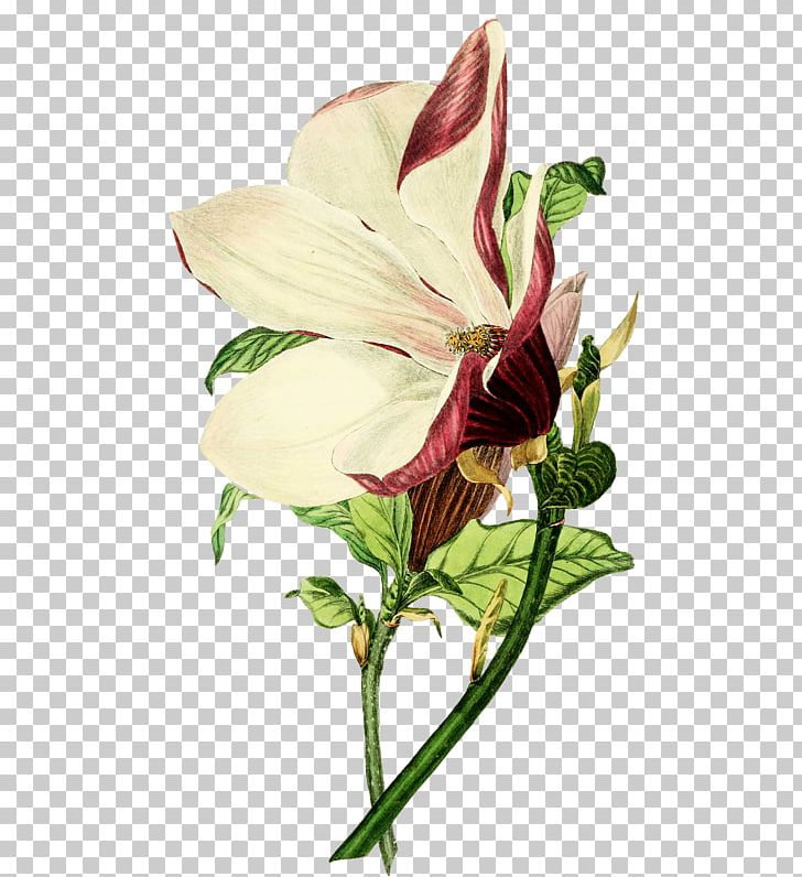 Botanical Illustration Drawing Magnolia Liliiflora PNG, Clipart, Alstroemeriaceae, Art, Botanical Illustration, Botany, Bud Free PNG Download
